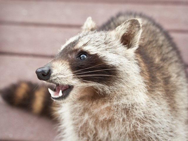 WATCH: Mom Grabs, Throws Raccoon Attacking Screaming Child