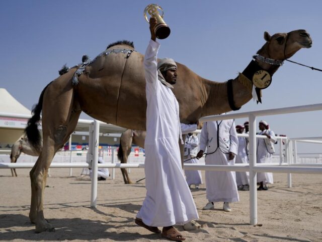 A camel keeper of the alKuwari family celebrates after winning the first prize at a pagean