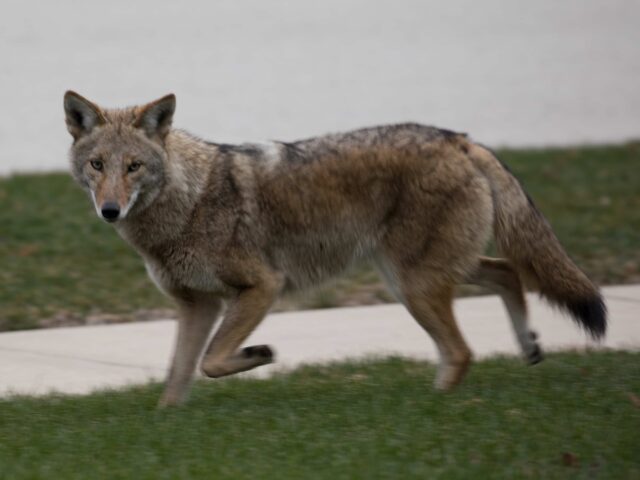 Coyote (Getty)