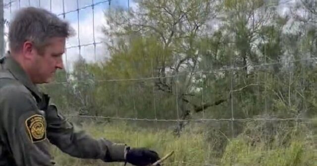 WATCH: Border Patrol Agent Rescues Buck Caught in Fence on Texas Ranch