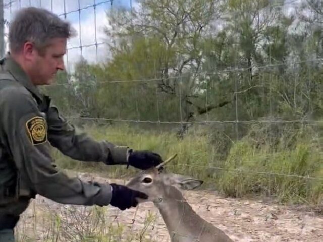 A Falfurrias Station agent rescues a spike buck caught in the fence of a ranch in South Texas. (U.S. Border Patrol/Rio Grande Valley Sector)