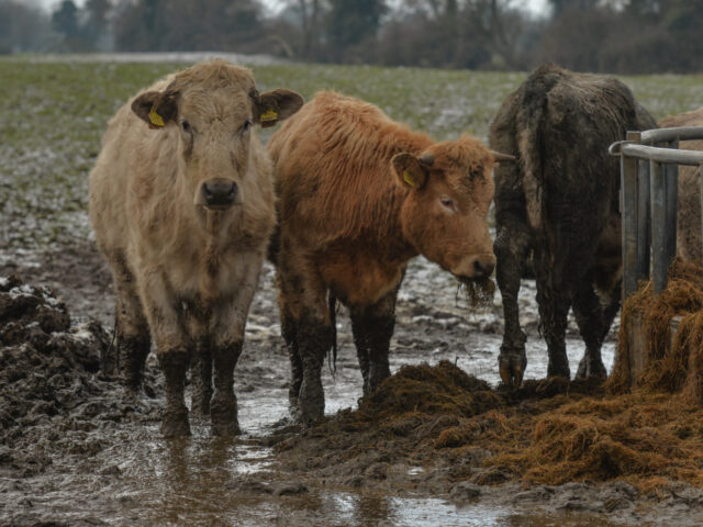 A herd of cows seen in a field near Dublin Airport during Level 5 Covid-19 lockdown. On Sunday, 24 January, 2021, in Dublin, Ireland. (Photo by Artur Widak/NurPhoto via Getty Images)