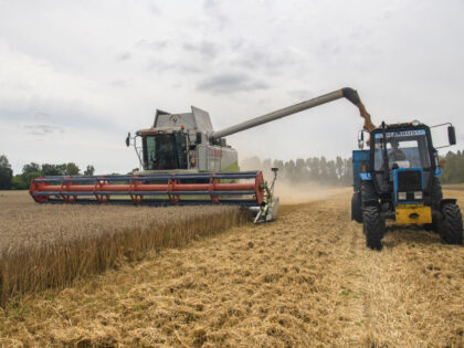 The grain harvester collects wheat on the field near the village of Zgurivka in the Kyiv r