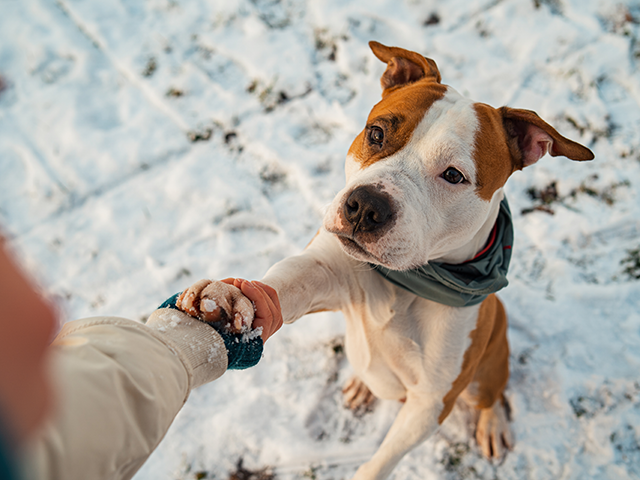 WATCH - Dog Helps Owner Climb Icy Slope: 'Benefits of 4-Paw Drive' - Vimarsana News