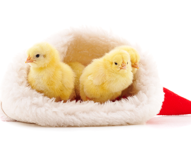 WATCH: Teacher Whose Appliances Broke, Chickens Were Stolen Given $10K - Vimarsana News