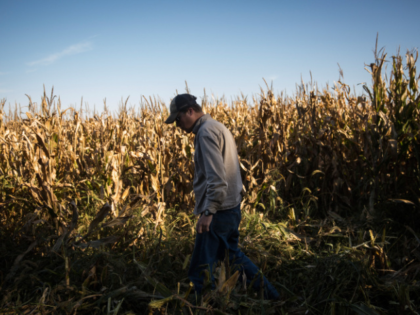 POLK, NE - OCTOBER 11: Daniel Graves, a 26-year-old farmer who would be directly effected by the proposed Keystone XL pipeline, collects stray ears of corn while harvesting corn on October 11, 2014 in Polk, Nebraska. Graves, a native Nebraskan, is staunchly against the proposed Keystone XL pipeline, which would …