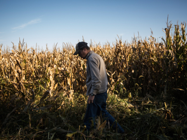 POLK, NE - OCTOBER 11: Daniel Graves, a 26-year-old farmer who would be directly effected by the proposed Keystone XL pipeline, collects stray ears of corn while harvesting corn on October 11, 2014 in Polk, Nebraska. Graves, a native Nebraskan, is staunchly against the proposed Keystone XL pipeline, which would …