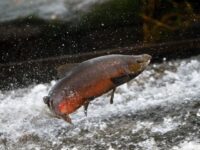 Supreme Court Curtails EPA Power in Sackett Case