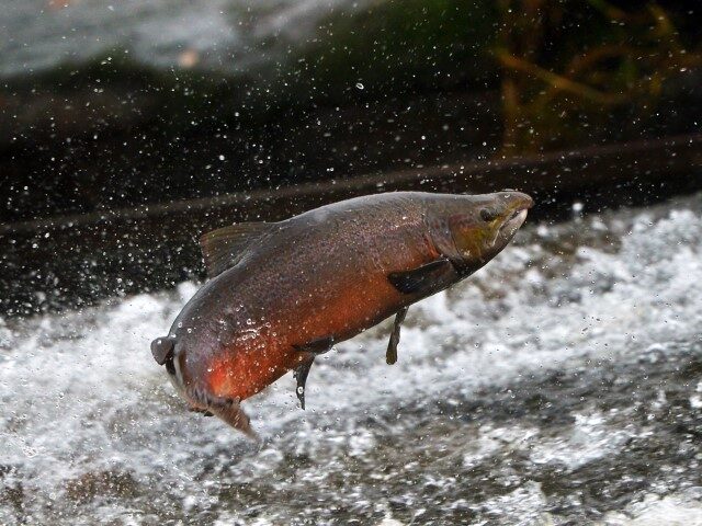 Salmon attempt to leap up the fish ladder in the river Etterick on October 31, 2012 in Selkirk, Scotland. The salmon are returning upstream from the sea where they have spent between two and four winters feeding with many covering huge distances to return to the fresh waters to spawn. …