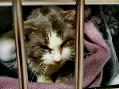 Good Samaritan Rescues Freezing Cat Stuck to Ground in Michigan