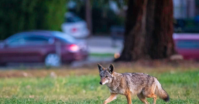 WATCH: SC Man Rescues Dog from Coyote Attack with His Bare Hands