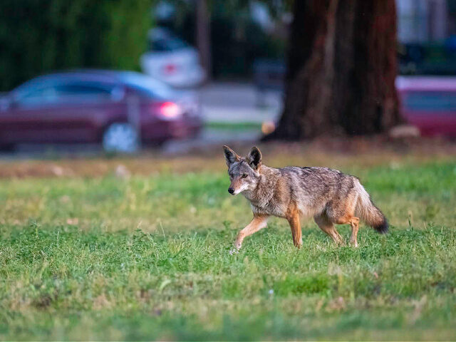 Portrait of coyote walking on grassy field,North Hills,United States - stock photo