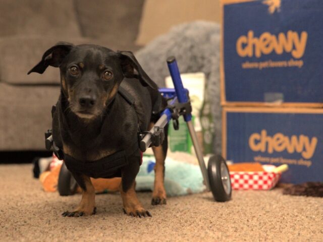 A paralyzed dachshund is walking with his family again, thanks to an early Christmas prese