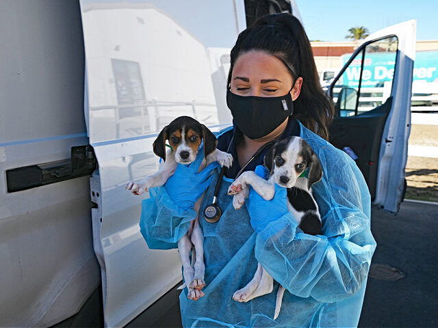 Staff at a San Diego County animal center are thankful this Christmas season after 38 pupp