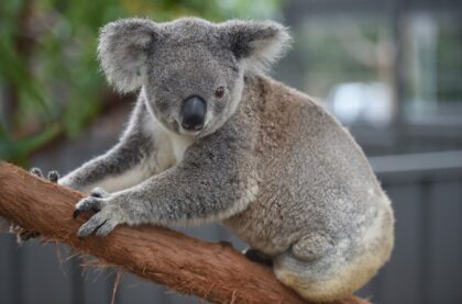 Australia's koalas are increasingly threatened by wildfires, land-clearing, drought and di