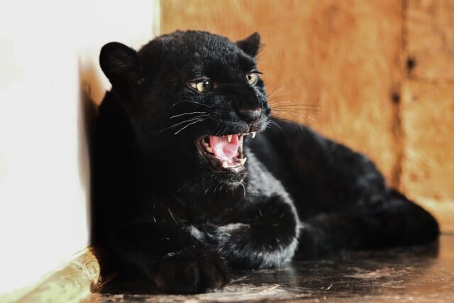 A black panther named Kiara, a survivor of animal trafficking, was rescued from Ukraine an