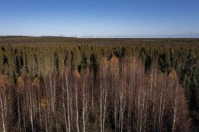 The Boreal Forest, above The Arctic Circle in Finnish Lapland, has increasingly been affec