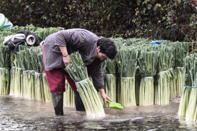 Dorothea, which has a population of about 500 people, has an annual leek production of som
