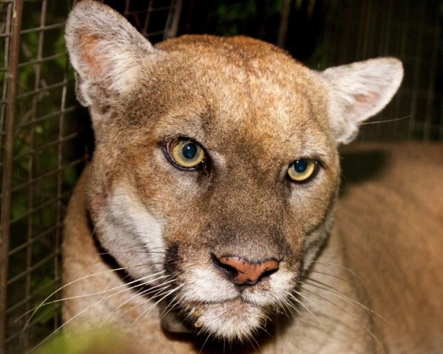 For years, mountain lion P-22 was known to prowl around the hillside 'Hollywood' sign visi