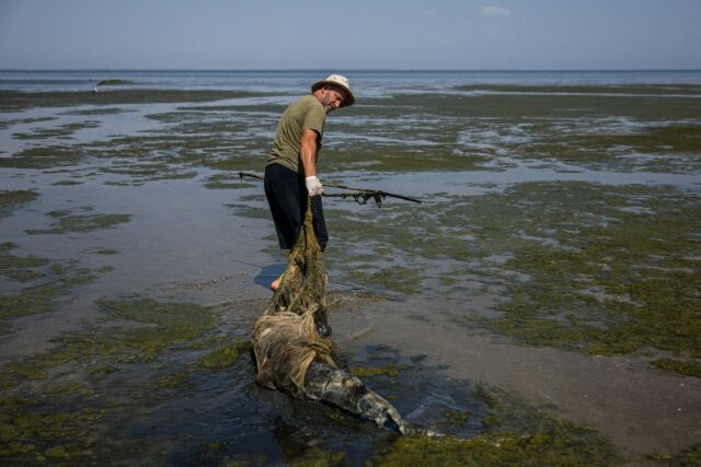 A scientist heaves a dead dolphin through Ukraine's Limans Tuzly Lagoons National Nature P