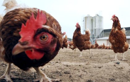The technology involves genetically modifying egg-laying hens so that, when carrying male