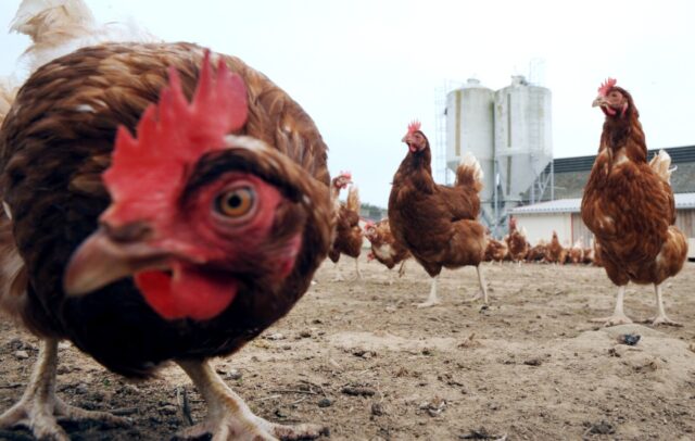 The technology involves genetically modifying egg-laying hens so that, when carrying male