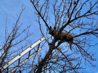PHOTO – Crews Rescue Dog Stuck After Chasing Squirrel Up Tree: ‘Definitely Not a Cat’