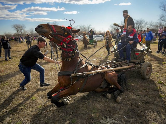 A horse pulling the cart in which a priest rides falls after being startled by noise during Epiphany celebrations in the village of Pietrosani, Romania, Friday, Jan. 6, 2023. According to the local Epiphany traditions, following a religious service, villagers have their horses blessed with holy water then compete in a race. (AP Photo/Vadim Ghirda)
