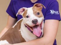 Family Adopts Dog Allegedly Abandoned by Owner at Iowa Airport