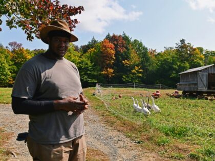 Justin Butts, livestock manager at Soul Fire Farm checks livestock on September 25, 2020 in Petersburg, New York. - While the Black Lives Matter movement has drawn attention to police violence and racism in American cities, racial injustice in the farming sector remains less well-known. Blacks are clearly under-represented on …