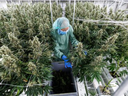 An employee harvests cannabis (marijuana) in a greenhouse at the production site of German