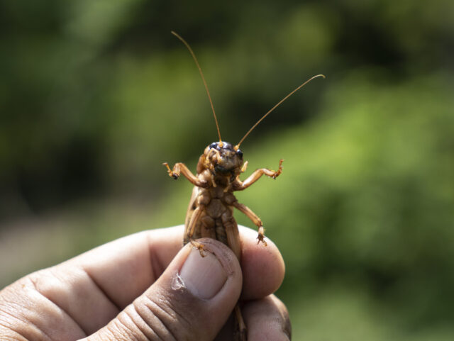 Closeup cricket In a naturally cultured farm at thailand, Cricket farming of Thai farmers.