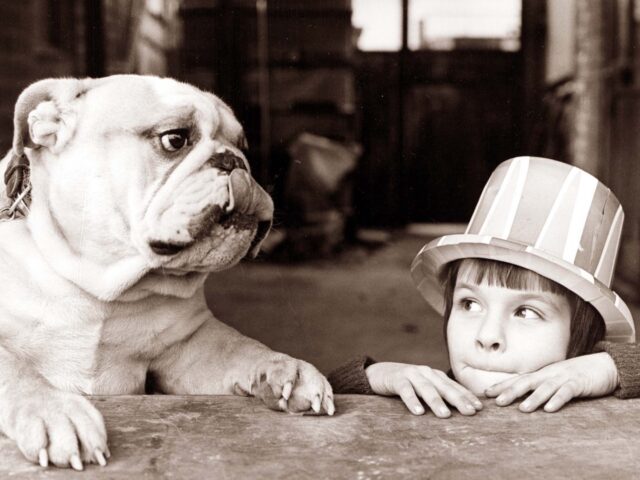 A British Bulldog and a young boy wearing a hat looking curiously at each other. (Photo by