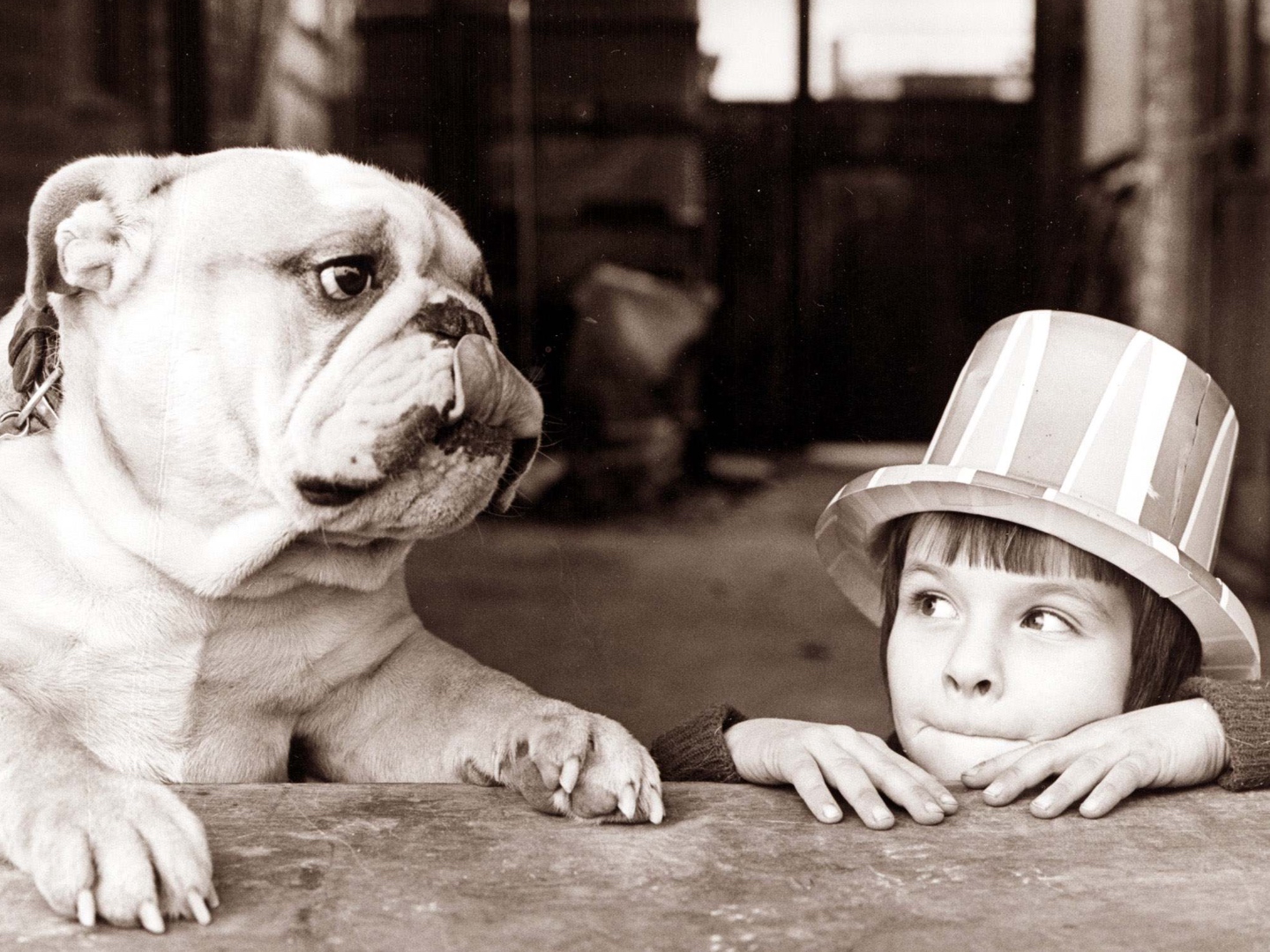 Dutch Minister Proposes Ban on Flat-Faced Dogs, Cats with Folding Ears - Vimarsana News