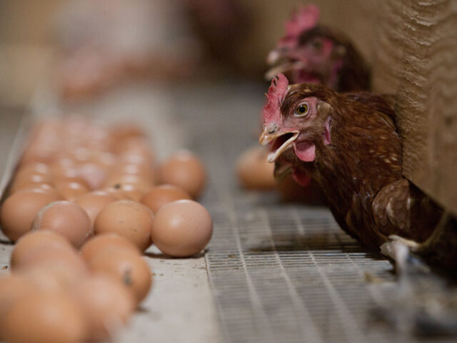 Lohmann Brown chickens stick their head out from a nesting box in a barn at Meadow Haven F