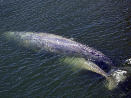 FILE - In this July 21, 2011 file photo, a baby gray whale is seen with it's mother in the Klamath River in Klamath, Calif. The gray whale nicknamed "MaMa", died last summer from a fungal skin infection caused by the river's fresh water, scientists said. The calf made it …
