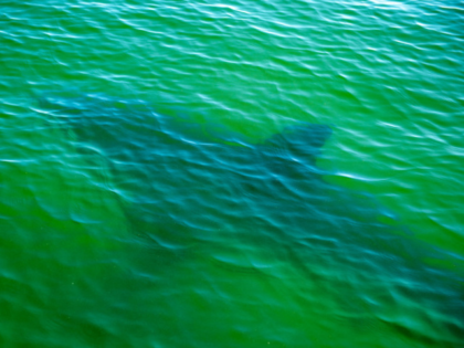 A Great White Shark swims by the research vessels off the coast of Chatham, Massachusetts, on October 21, 2022. - We're discovering new aspects about their biology, we never even knew before, said Dr. Greg Skomal, 61, a shark researcher for the Massachusetts Marine Fisheries. For example, we discovered that …