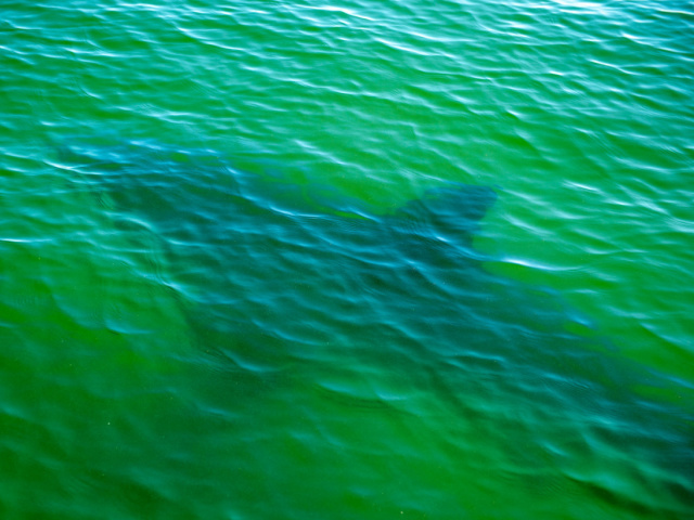 Report: Fisherman Decapitated in First Fatal Shark Attack of the Year - Vimarsana News