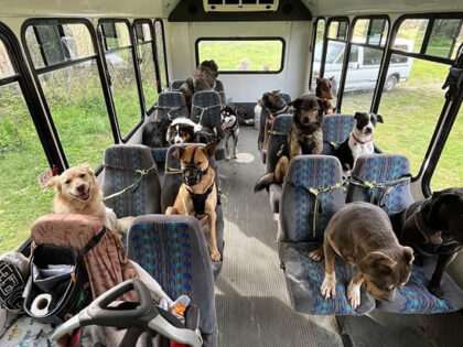 WATCH – Doggy ‘Daycare’ Bus Videos Capture Hearts: ‘I Hope It Makes People Smile’