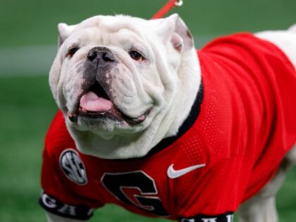 ATLANTA, GA - DECEMBER 31: Georgia Bulldogs mascot UGA X is seen prior to the game against the Ohio State Buckeyes in the Chick-fil-A Peach Bowl at Mercedes-Benz Stadium on December 31, 2022 in Atlanta, Georgia. (Photo by Todd Kirkland/Getty Images) *** Local Caption ***