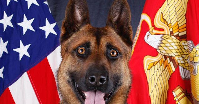 WATCH: Marine Dog Who Saved Lives from Terrorist Bombs Given Medal - Vimarsana News