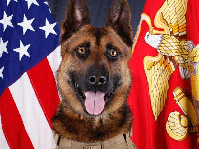 WATCH: Marine Dog Who Saved Lives from Terrorist Bombs Given Medal - Vimarsana News
