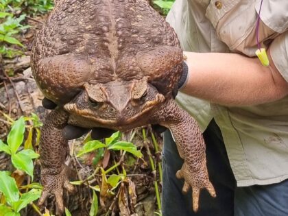 Everything is big in Australia, poisonous cane toads included. Especially poisonous cane toads.