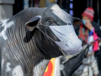 NEW YORK, NEW YORK - DECEMBER 23: A statue of a cow has a face mask at Schatzie Prime Meats in the Upper West Side in Manhattan on December 23, 2020 in New York City. The pandemic has caused long-term repercussions throughout the tourism and entertainment industries, including temporary and …