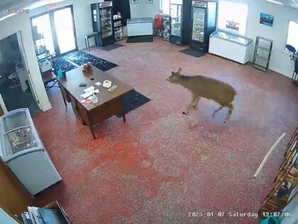 The doe ran through the glass door of a butcher shop on Saturday at the She Said Butcher Shop in Moorhead, Bring Me the News reported Sunday.