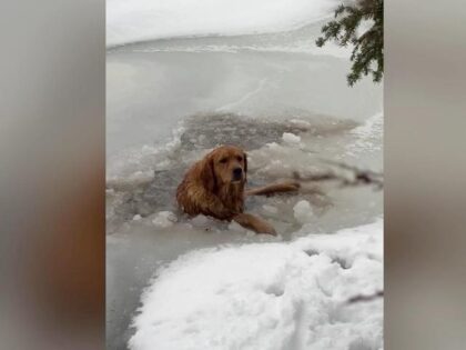A family from Miami was walking around a frozen lake in Lac Beauport, Quebec, on December 30 when they discovered a dog had fallen through the ice and was trapped in the cold water.