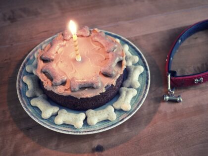 A homemade carrot and peanut butter Birthday cake especially for dogs, with dog biscuits around the edge, peanut butter spread on on the cake and a candle alight on top.