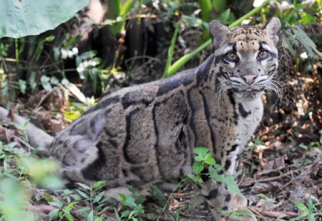 A clouded leopard is seen at the Taipei zoo
