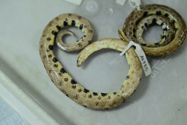 The newly discovered snake was named Tropidophis cacuangoae after early 20th century Indig