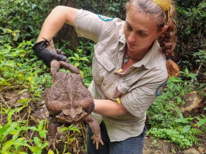 A park ranger holds a cane toad weighing 2.7 kilograms discovered in Conway National Park